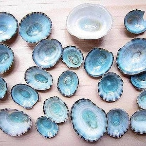May include: A collection of various-sized seashells with a blue and white color scheme. The shells have a textured appearance and a scalloped edge. The shells are arranged on a light-colored surface.