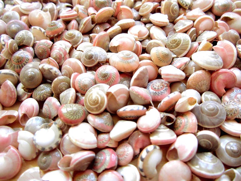 Pink Umbonium Seashells: Small Crafting Shells, Vase Fillers image 2