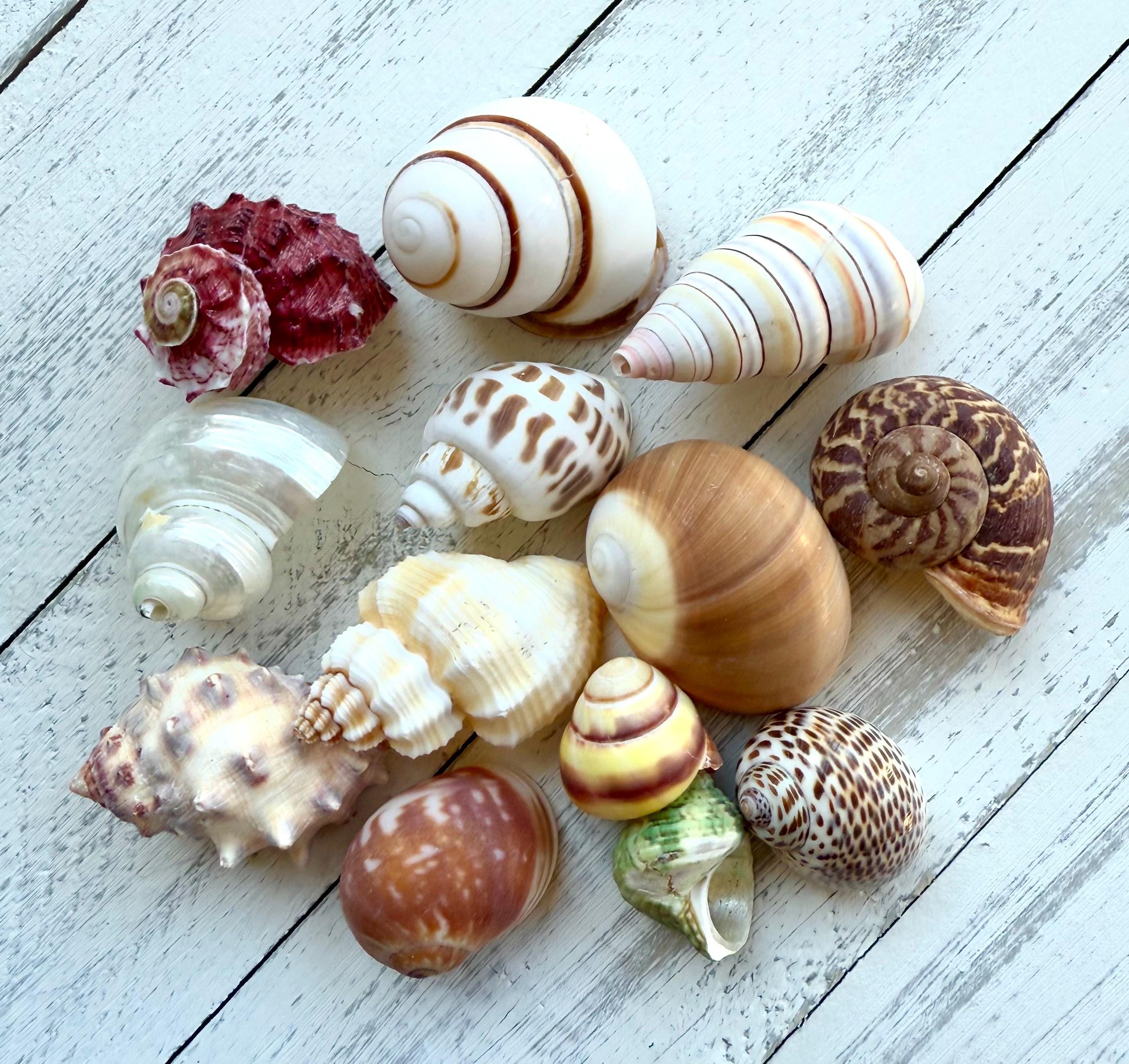 26 Piece Hermit Crab Shells: Natural Seashell Mix, Craft & Decor