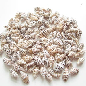 Brown Nassa Shells-Brown Small Shells-Beach Home Decor-Crafting Shells-Sea Shells-Beach Wedding Decor-Tiny Shells-Shells Bulk-Wedding Decor