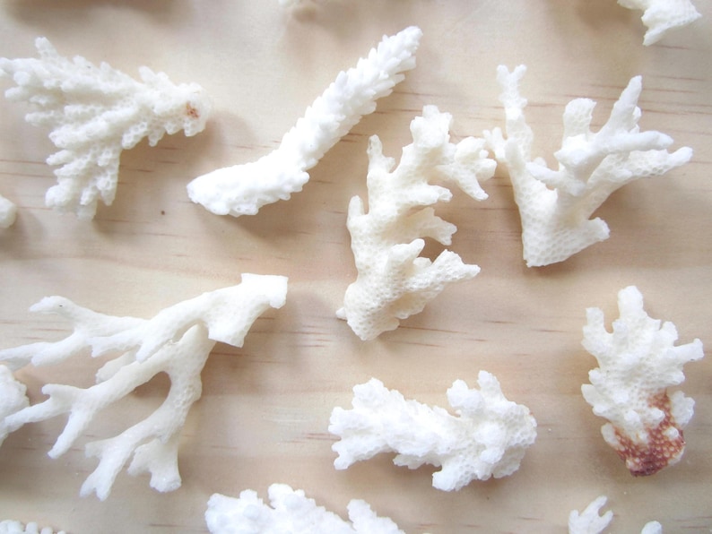 May include: A collection of white coral pieces of various shapes and sizes. The coral is arranged on a light wood surface.