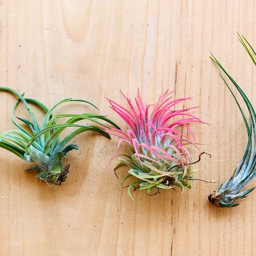 Air Plants Assortment up to 5 Tillandsia Air Plant Etsy
