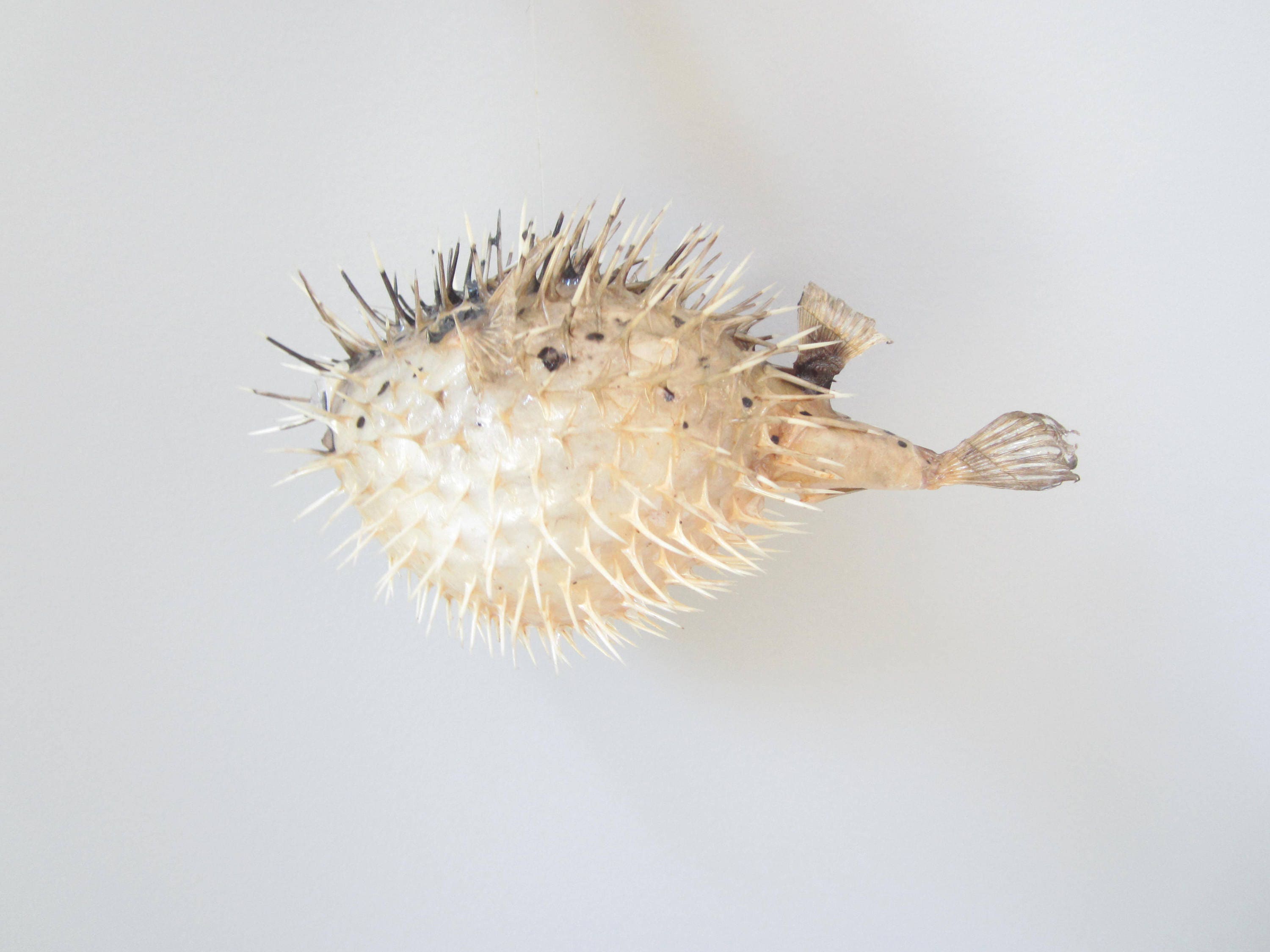 Dried Porcupine Puffer Fish461 PieceBlow FishPuffer Etsy