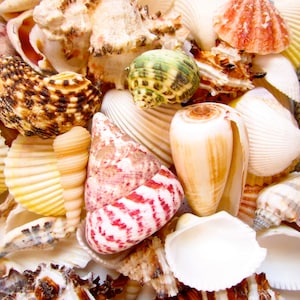 Sea Shell Mix-1 Pound-Assorted Sea Shells-Sea Shells Bulk-Sea Shell Mix-Beach Wedding Decor-Sea Shells Home Decor-Multi Color Sea Shell Mix
