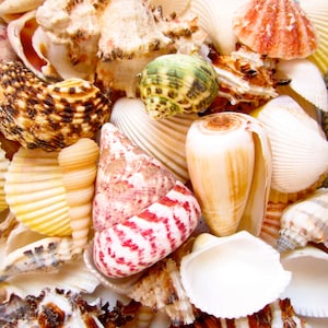 Asst Sea Shell Mix-1/2 Pound-beach Wedding Decor-sea Shells Bulk-bag of  Shells-beach Craft Supplies-assorted Seashells-natural Shells 