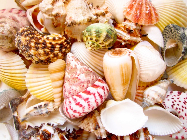 Sea Shell Mix1 Poundassorted Sea Shellssea Shells Bulksea Etsy
