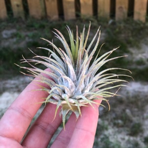 Ionantha Guatemala AKA Air Plant Tillandsia Air Plants Terrarium Supplies Home Decor Beach Wedding Decor Terrarium Plants Air Plants image 4