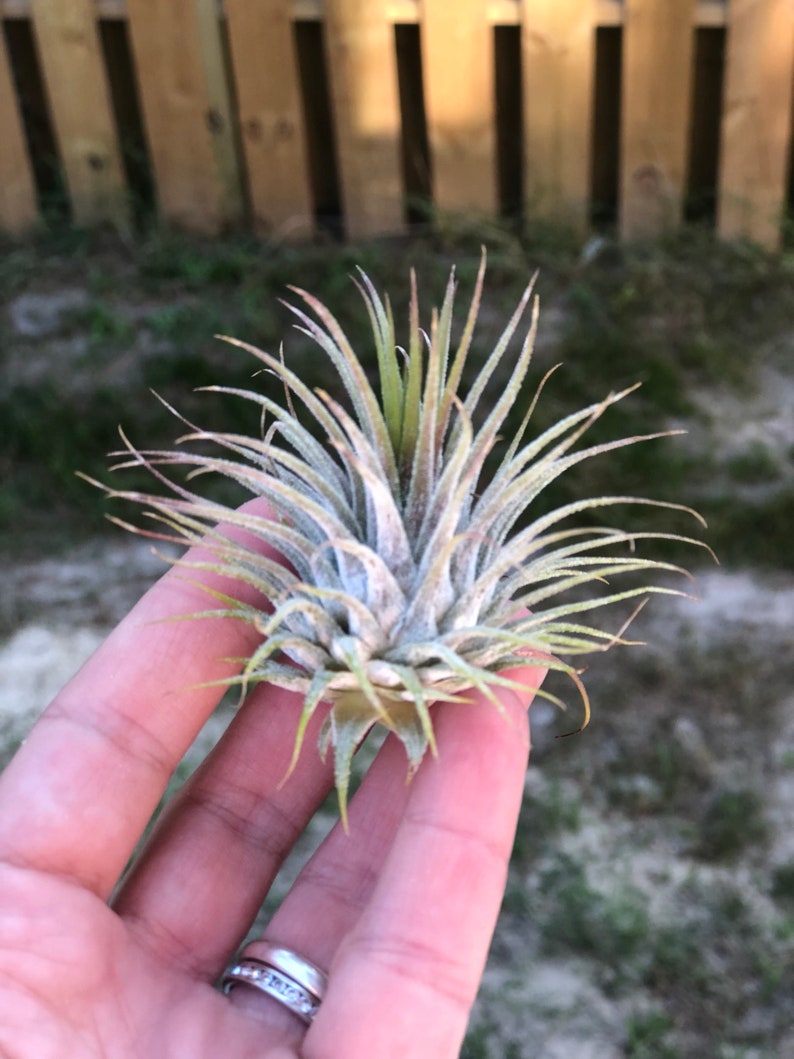 Ionantha Guatemala AKA Air Plant Tillandsia Air Plants Terrarium Supplies Home Decor Beach Wedding Decor Terrarium Plants Air Plants image 4