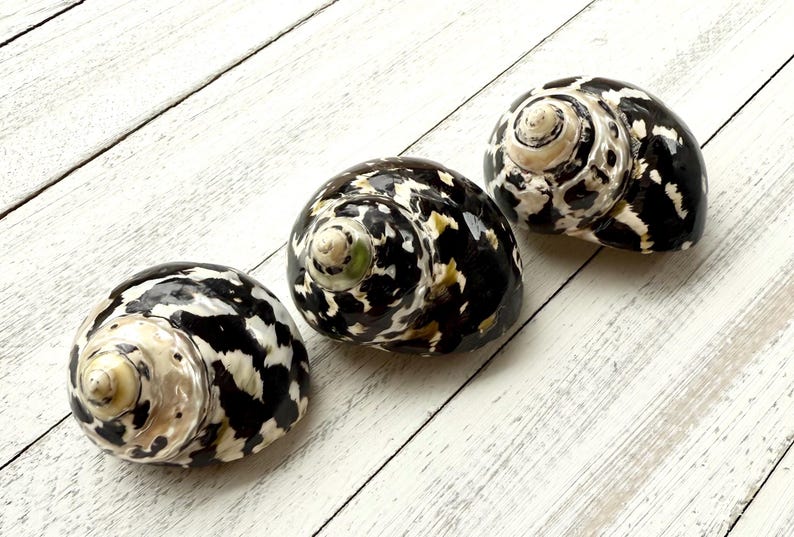 Magpie Shells Magpie Turbo Shell: Black and White Sea Shell (1.5-2