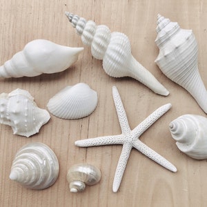 White Sea Shell Mix Beach 18 Pieces Wedding Decor Sea Shells Bulk Bag Of Shells Beach Craft Supplies Assorted Seashell Mix-White Seashells A image 4