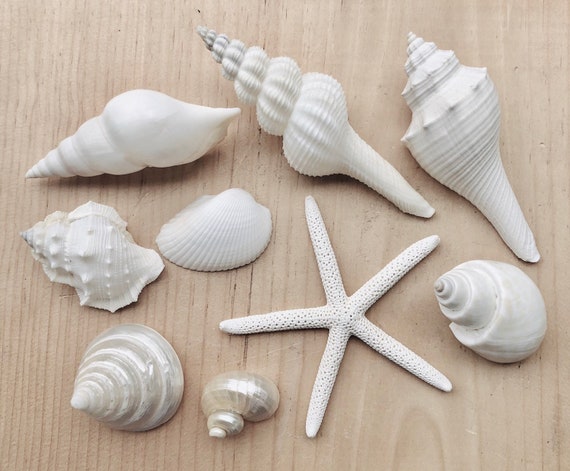 White Sea Shell Mix Beach 18 Pieces Wedding Decor Sea Shells Bulk