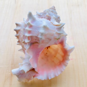May include: A large, pink and white seashell with a spiky, textured exterior. The shell has a large opening and a smooth, white interior.