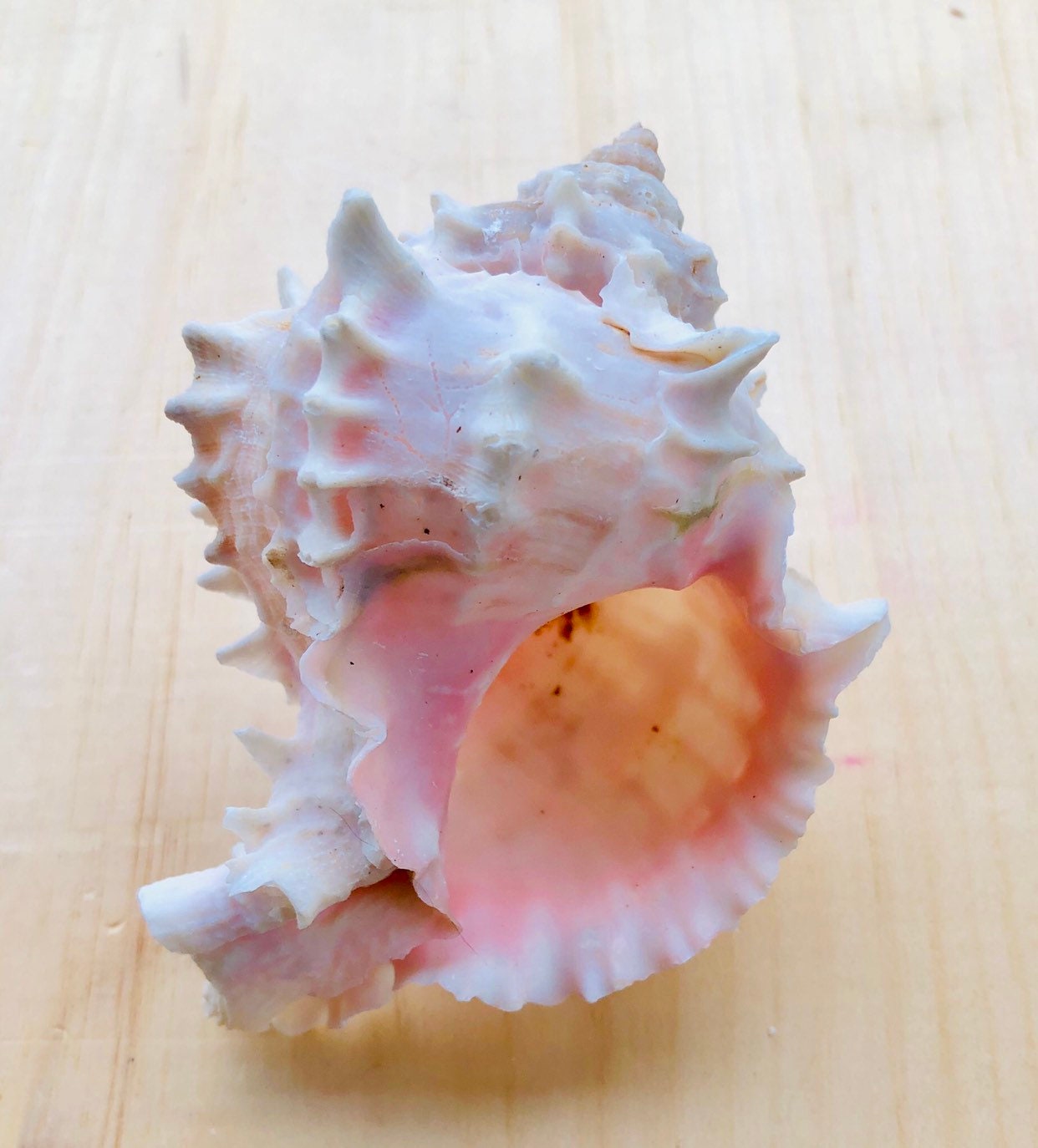 PCS ASSORT PINK MUREX PEARL MIX SEA SHELL WITH WOOD BOX DECOR CRAFT #7888 100 PCS ASSORT PINK MUREX PEARL MIX SEA SHELL WITH WOOD BOX DECOR CRAFT #7888 100