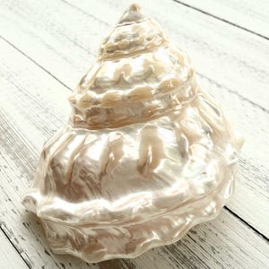 May include: A large, pearlescent white seashell with a spiral shape and a smooth, glossy finish.