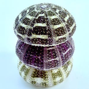 May include: A stack of three sea urchin shells. The top shell is white with black stripes, the middle shell is purple with white stripes, and the bottom shell is white with green stripes.