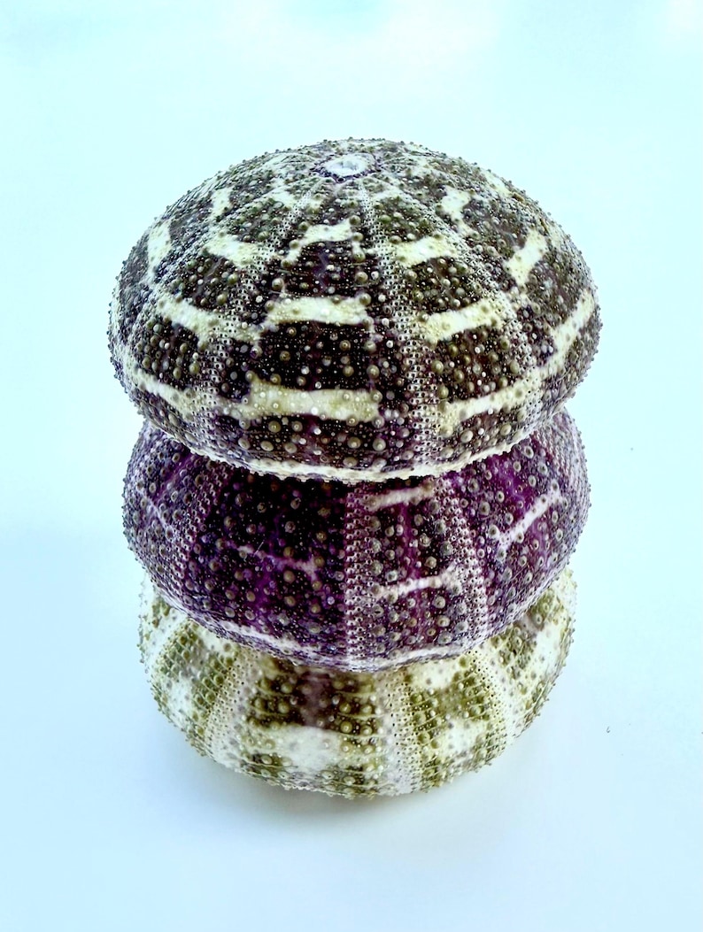 May include: A stack of three sea urchin shells. The top shell is white with black stripes, the middle shell is purple with white stripes, and the bottom shell is white with green stripes.