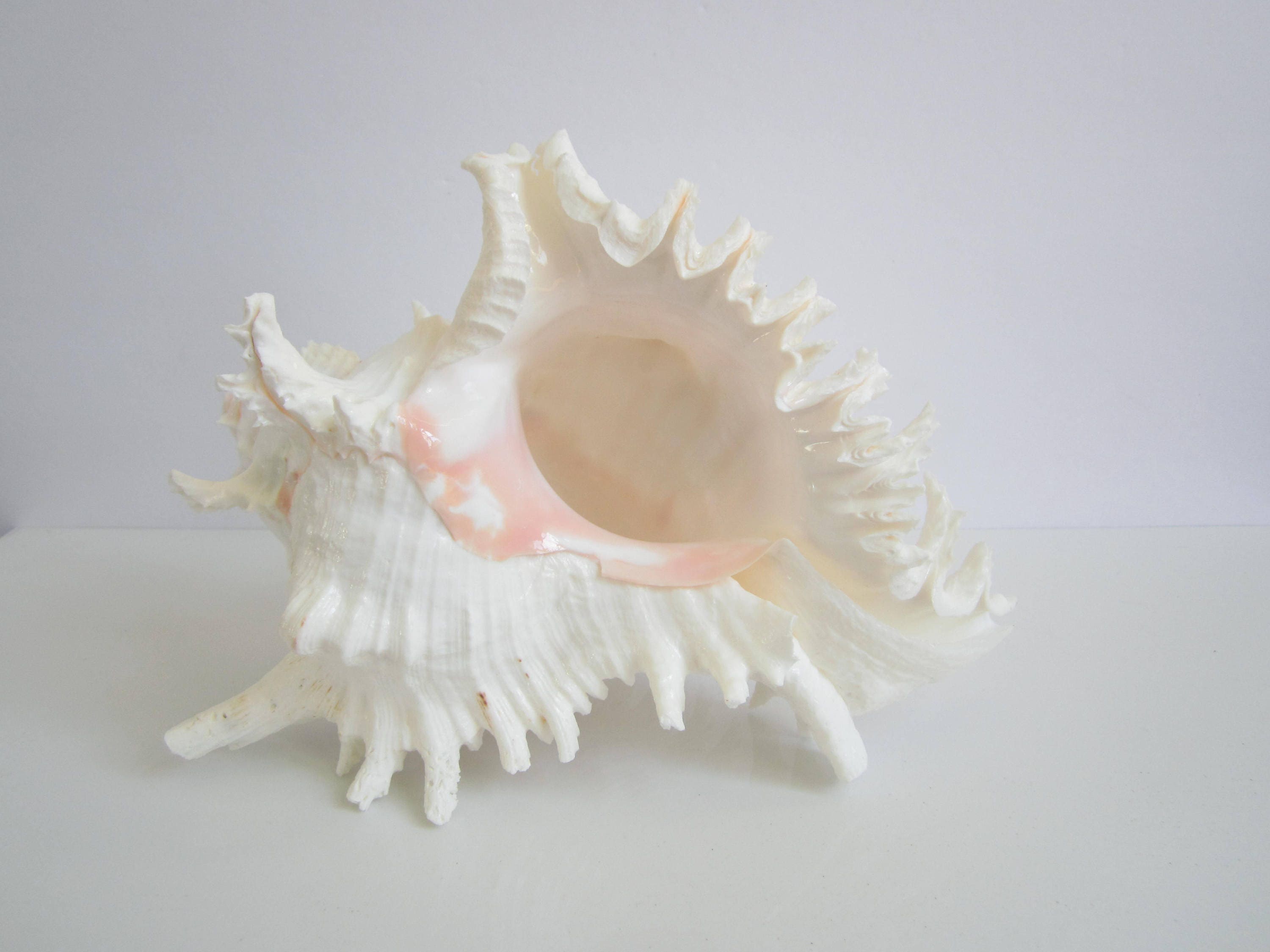 Extra Large Lace Murex Shell-8-10large Shell-beach - Etsy