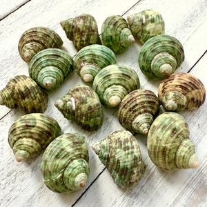 May include: A collection of 15 green and brown seashells with a spiral pattern. The shells are arranged in a circle on a white wooden surface.
