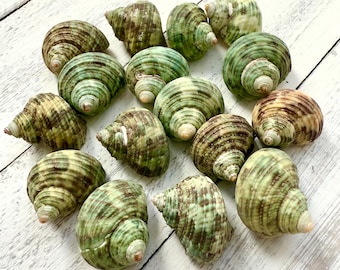 Green Turbo Shells: Stenogyrus Seashells for Crafting & Decor (3/4-1 inch)