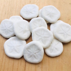 May include: A collection of white sand dollars with a starburst design. The sand dollars are arranged in a pile on a light brown wooden surface.