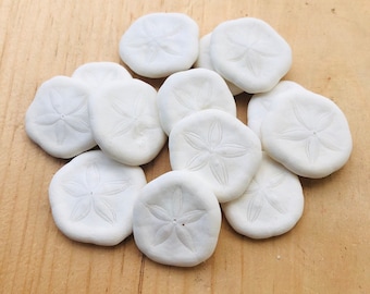 Sea Cookies-Sea Biscuit Bulk-Seashell Bulk-Seashell Craft Supply-Wedding Decor-Beach Wedding Favors-Beach Decor-Shells-Sand Dollars