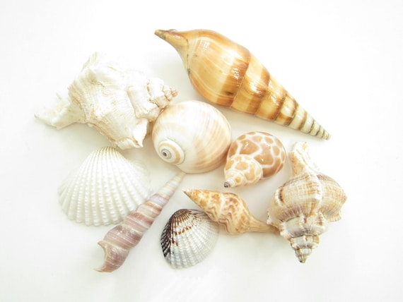 Asst Sea Shell Mix-1/2 Pound-beach Wedding Decor-sea Shells Bulk