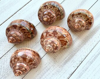 Tapestry Turbo Shells: Petholatus Seashells for Beach Wedding