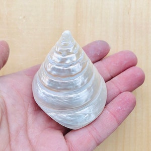 May include: A white seashell with a spiral pattern and a pearlescent finish. The shell is smooth and glossy.