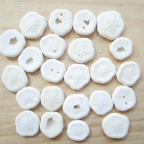 Sea Cookies-Discounted-Damaged-100 pieces