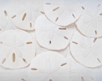 Sand Dollars-2.5-3"-25 Pieces-Wedding Decor-Real Sand Dollars-White Shells-White Decor-Wedding Favors-Nautical Decor-Coastal Decor-Shells