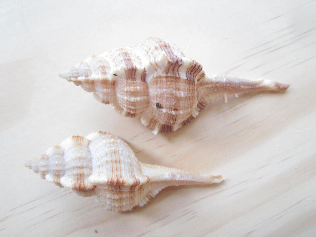 Tulip Shell-fasciolaria Tulipa-sea Shells Bulk-beach Home Decor-sea Shells  for Crafting-beach Wedding Decor-crafting Supplies-shell 