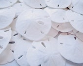 Sand Dollars-1.5-2 quot -Set of 50-Beach Wedding Favors-Sand Dollars-Nautical Beach Decor-Sand Dollar Bulk-Beach Wedding Decor-Sand Dollar
