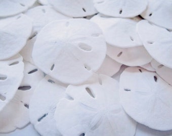 Sand Dollars-1.5-2"-Set of 50-Beach Wedding Favors-Sand Dollars-Nautical Beach Decor-Sand Dollar Bulk-Beach Wedding Decor-Sand Dollar