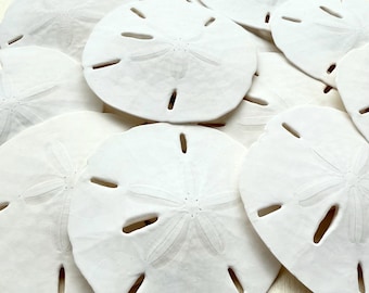 Dollars des sables - Dollars des sables - Dollars des sables en vrac - Décoration de mariage sur la plage - Etiquettes de nom dollar des sables - Cadeaux de mariage sur la plage - Véritables coquillages en dollars des sables