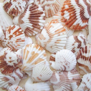 May include: A collection of scallop shells with white and brown stripes. The shells are arranged in a random pattern on a light brown surface.