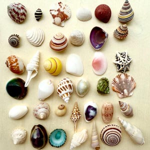 May include: A collection of seashells in various shapes, sizes, and colors. The shells are arranged in a grid pattern on a light brown surface. Some of the shells are striped, some are spotted, and some are plain. There are also a few shells that are more intricate and have a more unique shape.