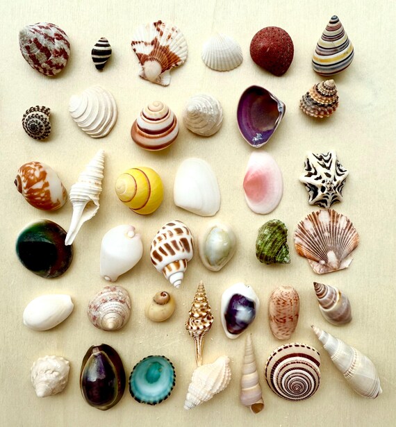 Assorted Sea Shells 100 Pcs Small - Natural Seashells, Conch, For Crafts &amp; DIY Decor Sea Shell Beads
