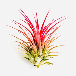 Ionantha Guatemala AKA Air Plant Tillandsia Air Plants Terrarium Supplies Home Decor Beach Wedding Decor Terrarium Plants Air Plants image 1