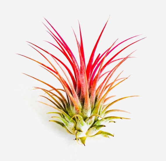 pineapple dracaena Dracaena 'Giganta' 10