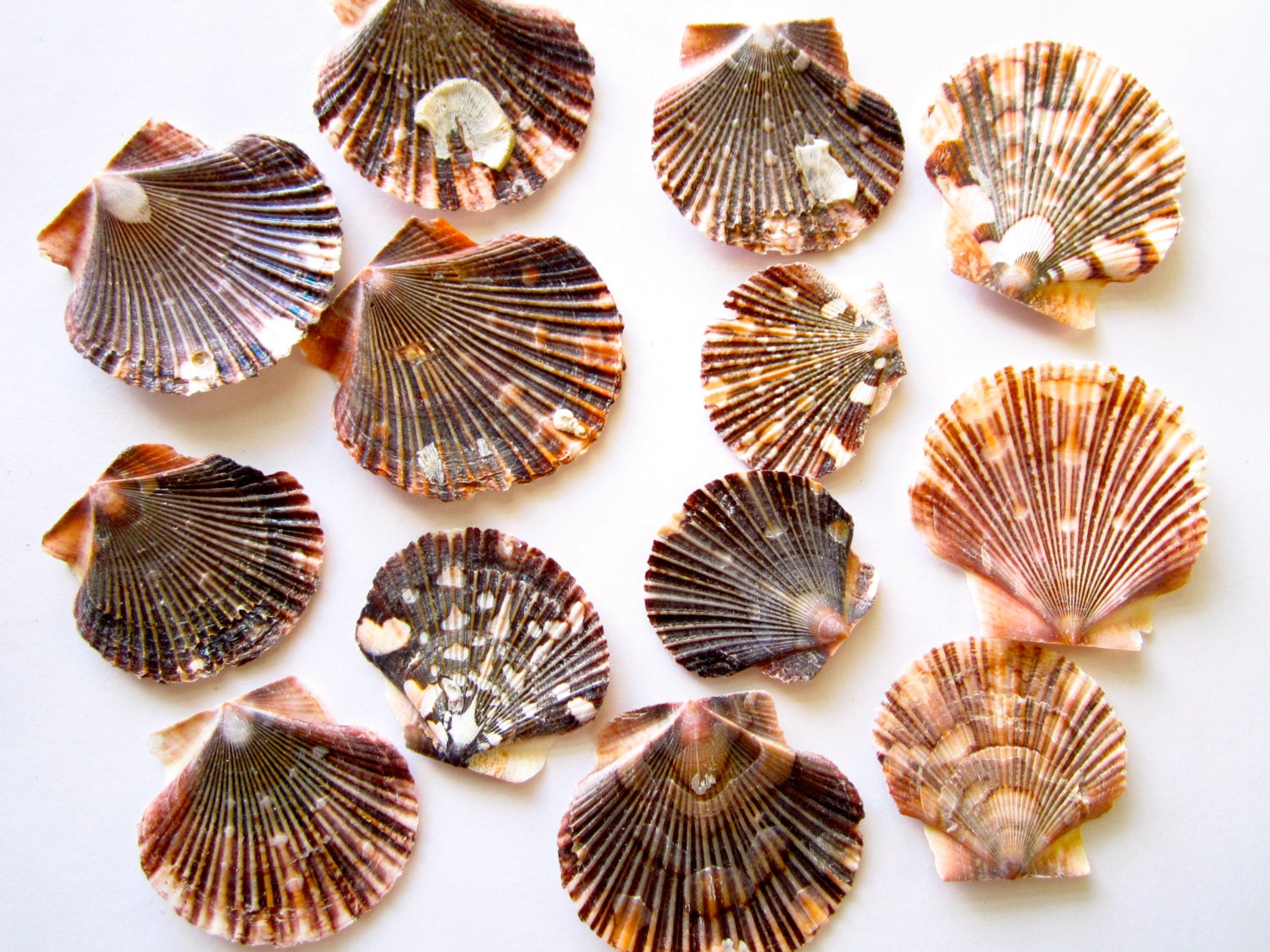 Small Scallop Shells-shell Bulk-seashell Supplies-scallop Shells