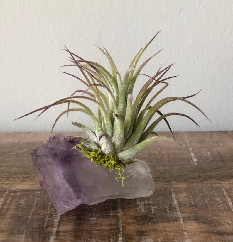 Amethyst Air Plant Crystal Air Plant Tillandsia Terrarium Air Etsy