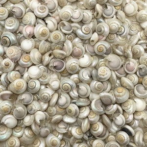 Umbonium Pearled Seashells-Small Sea Shells Supplies-Botton Top Shells-Shell Vase Fillers-Crafting Shells-Pearled Shells