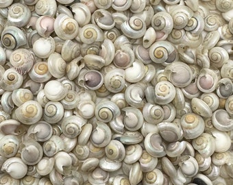 May include: A collection of small, pearlescent seashells in various sizes. The shells have a spiral shape with a range of colors, including white, cream, and hints of lavender and tan. The shells are densely packed together, creating a textured surface.