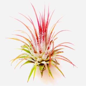 May include: A pink and green air plant with a white powdery coating. The plant has long, thin leaves that are arranged in a spiral pattern.