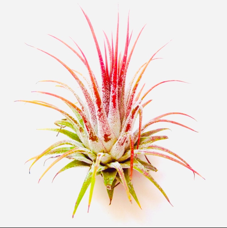 May include: A pink and green air plant with a white powdery coating. The plant has long, thin leaves that are arranged in a spiral pattern.