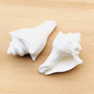 Hemifusus Pugilina White Shells-Beach Wedding Decor-White Shells-Crafting Shells-Wedding Shells-Sea Shells Bulk-Nautical Decor-White Shells