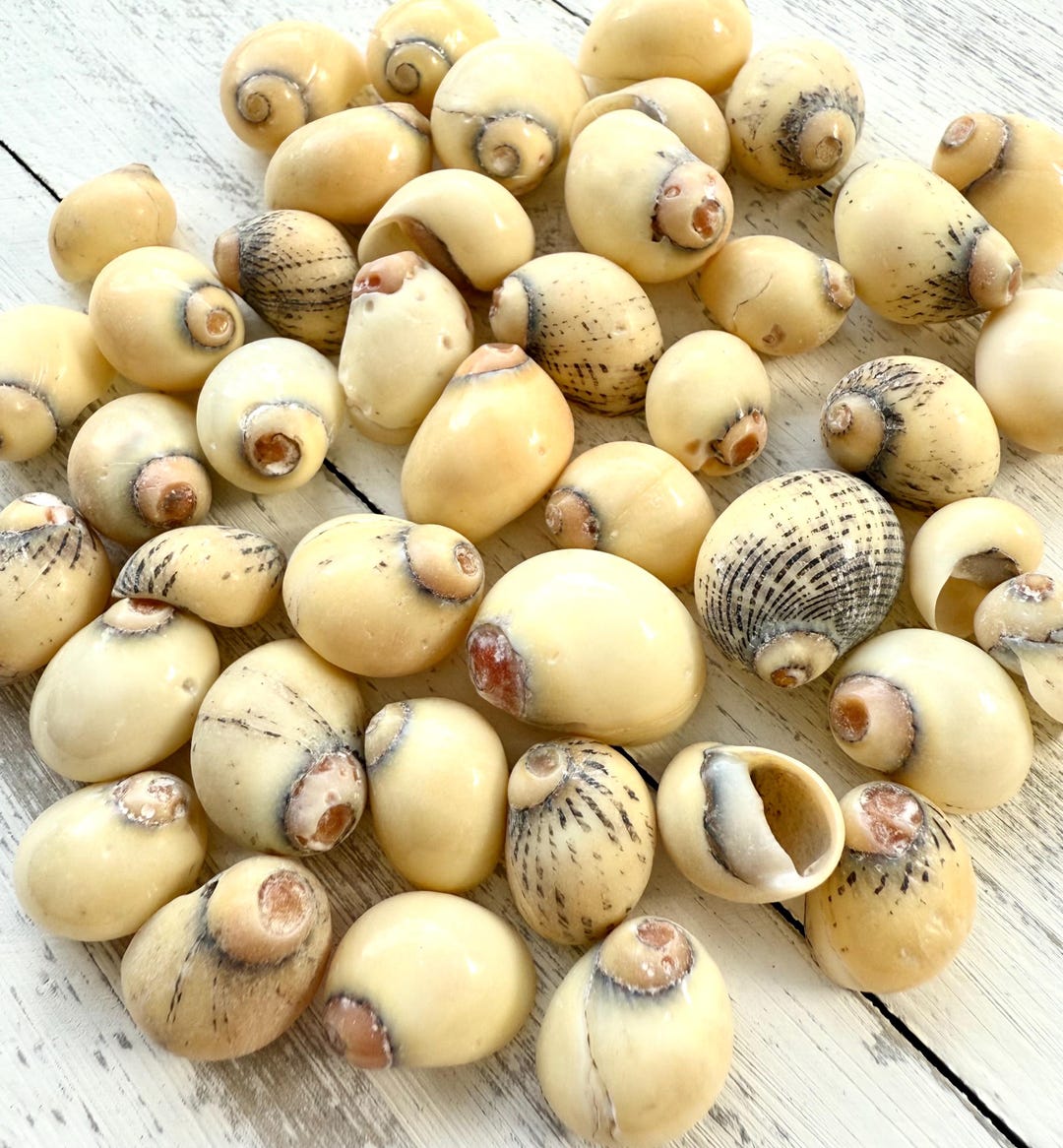 Yellow Littoria Sea Shells: Tiny Polished Crafting Shells - Etsy