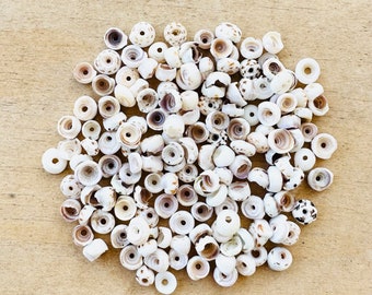 Small Tiger Puka Shell Beads Shell Beads Puka Shell Beads Sea