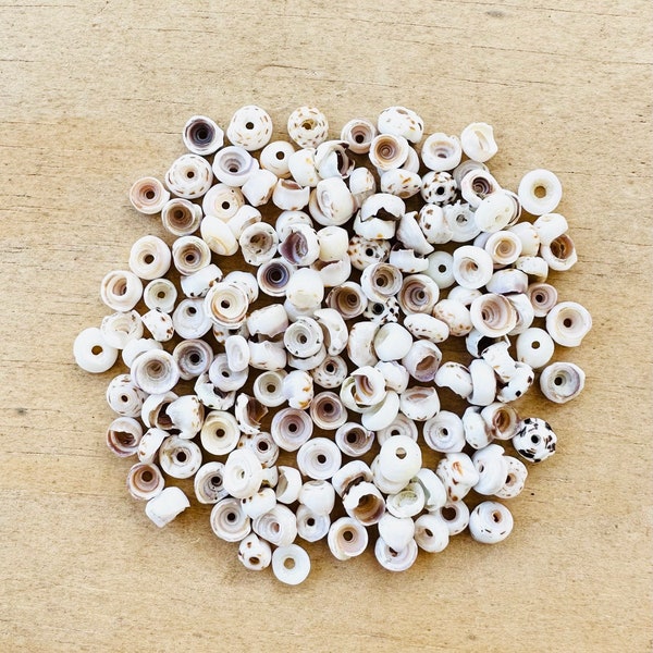 Puka Shells-Hawaiian Puka Shells-Jewerly Supplies-Loose Shells-White Puka Shells-Seashells-Bulk Puka Shells-Pukas-Tiger Puka Shells