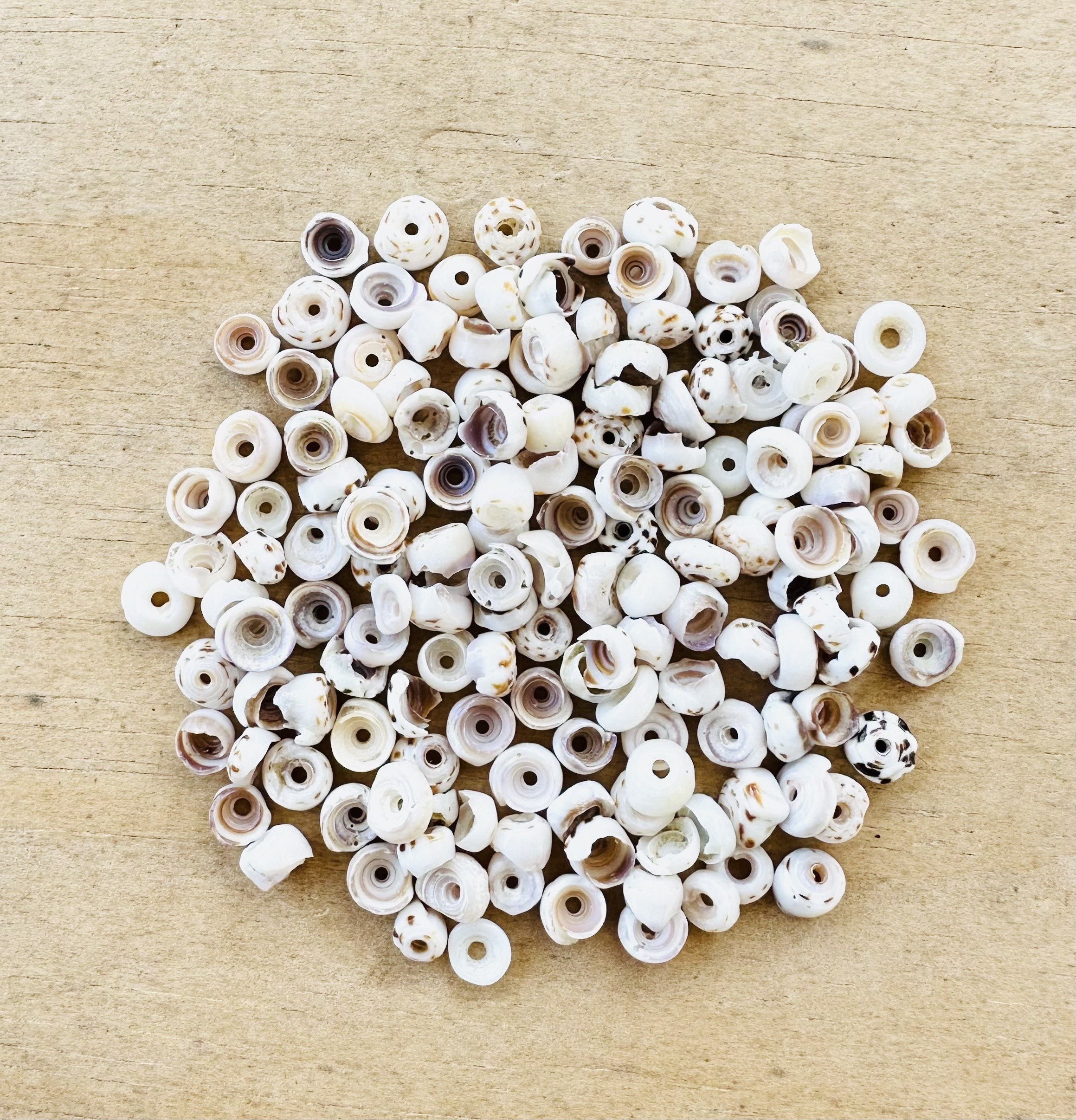 Puka Shell Buttons Authentic Hawaiian Tiger Puka Shells: Jewelry Supplies (4mm-6mm) - Etsy